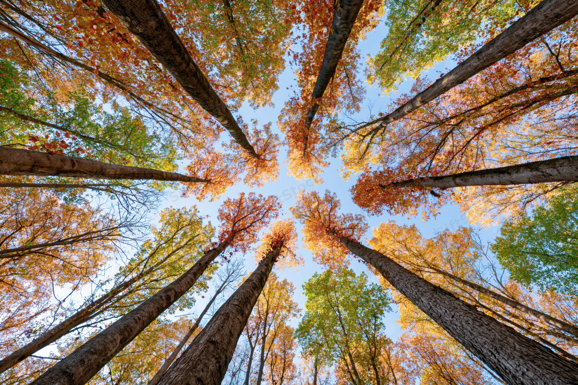 Upward view of tall trees with autumn foliage against a blue sky in a forest