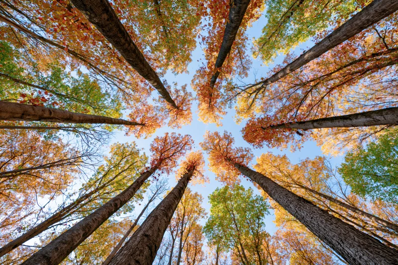 Upward view of tall trees with autumn foliage against a blue sky in a forest