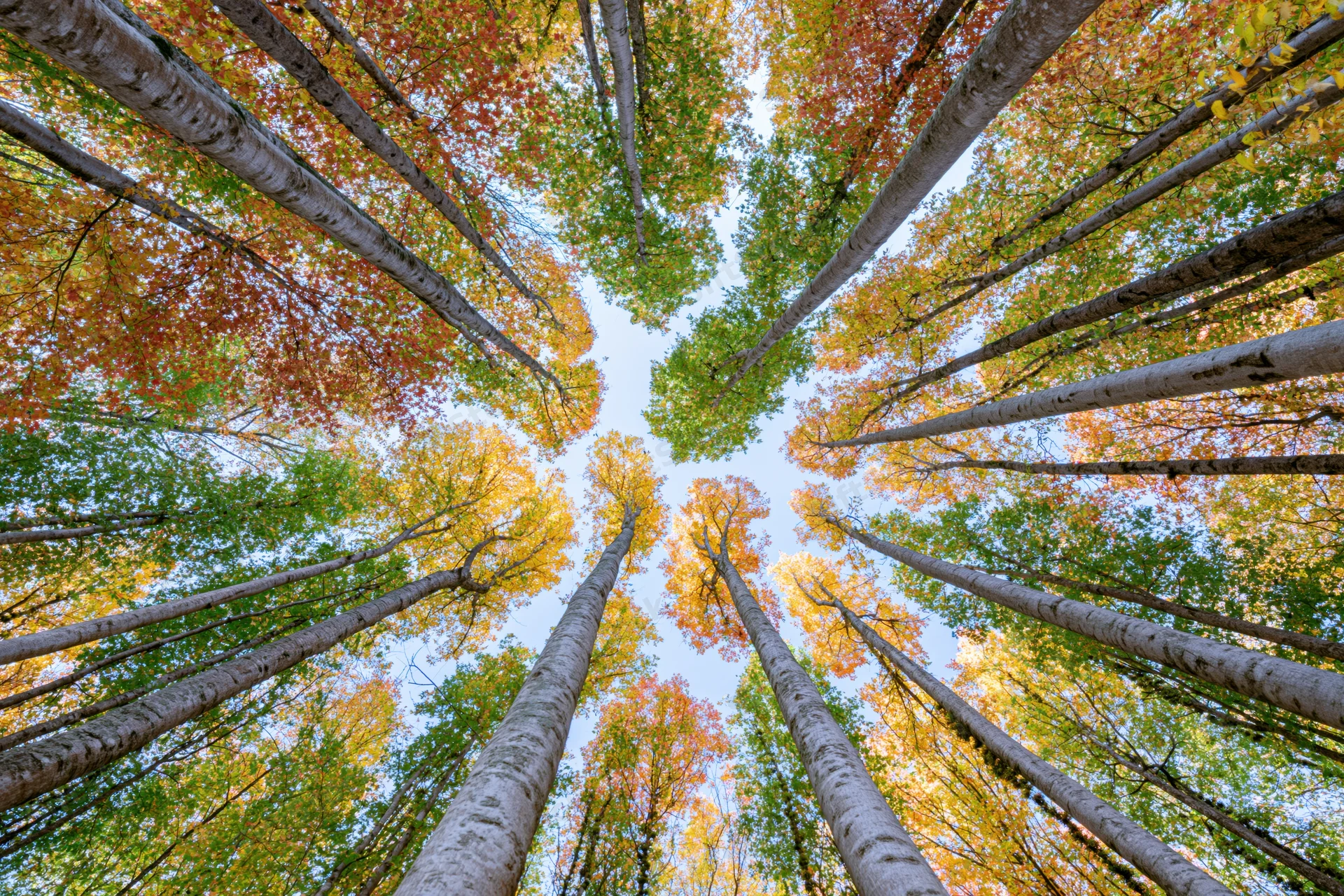 Upward view through aspen trees in autumn forest canopy