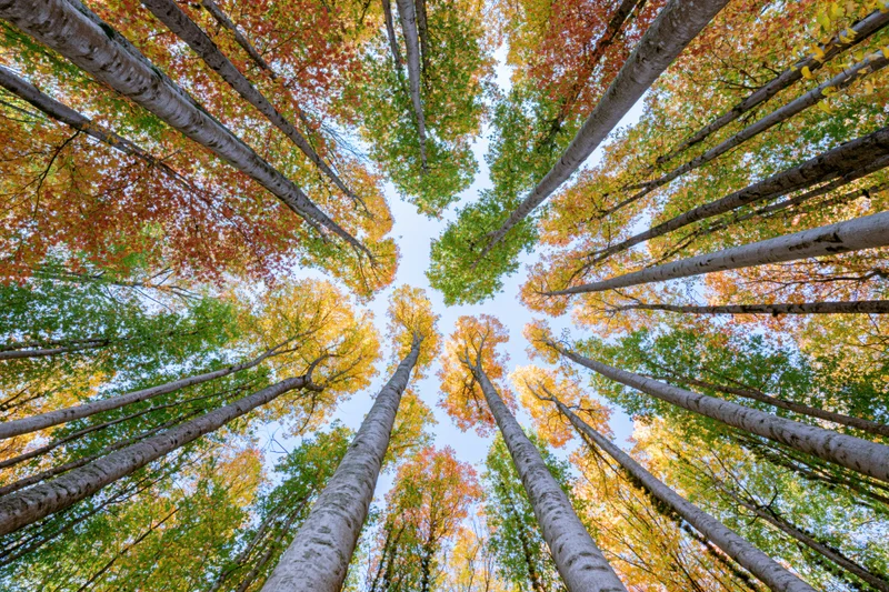 Upward view through aspen trees in autumn forest canopy