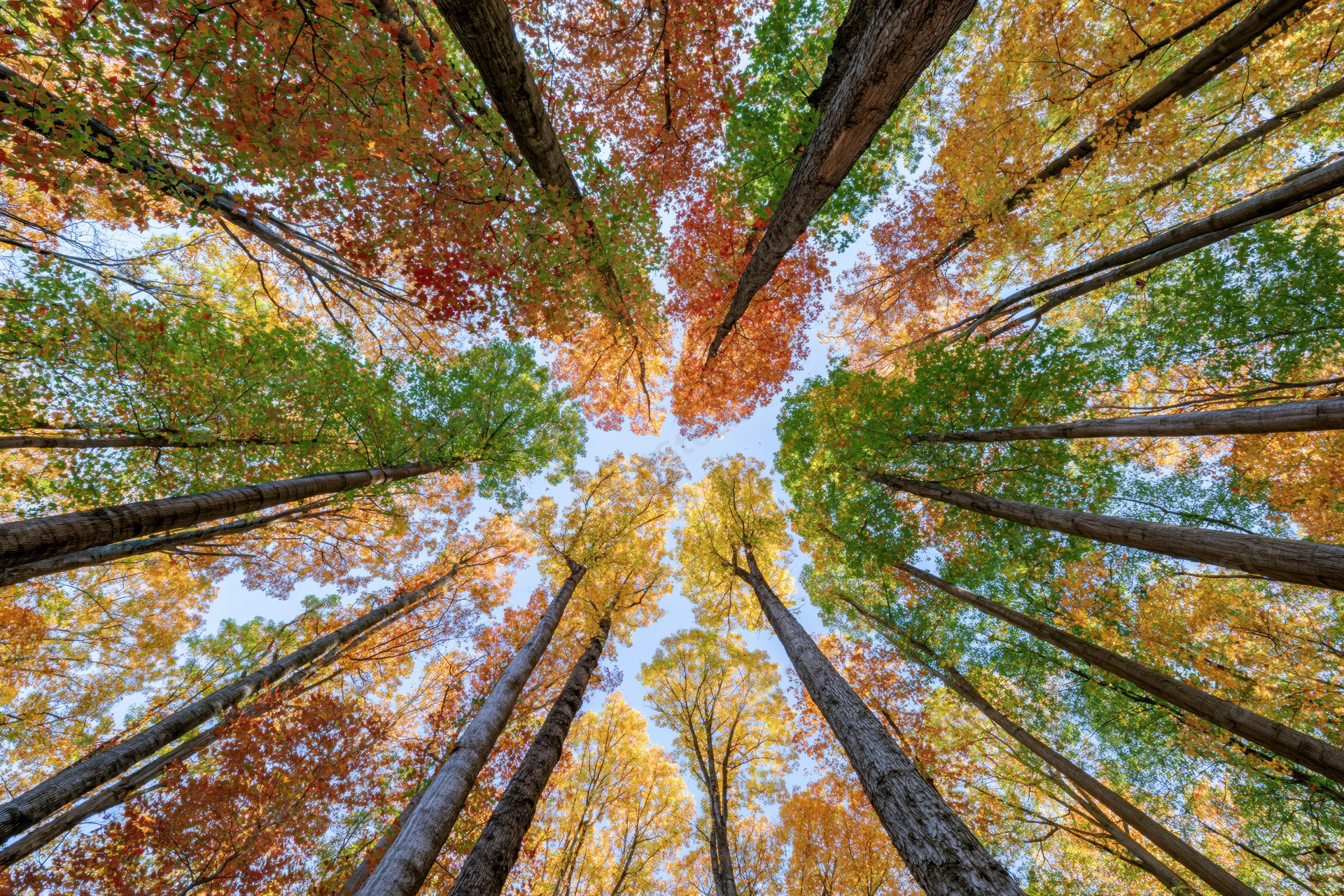 Upward view through autumn trees in a forest canopy