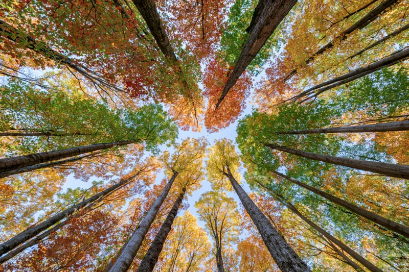 Upward view through autumn trees in a forest canopy