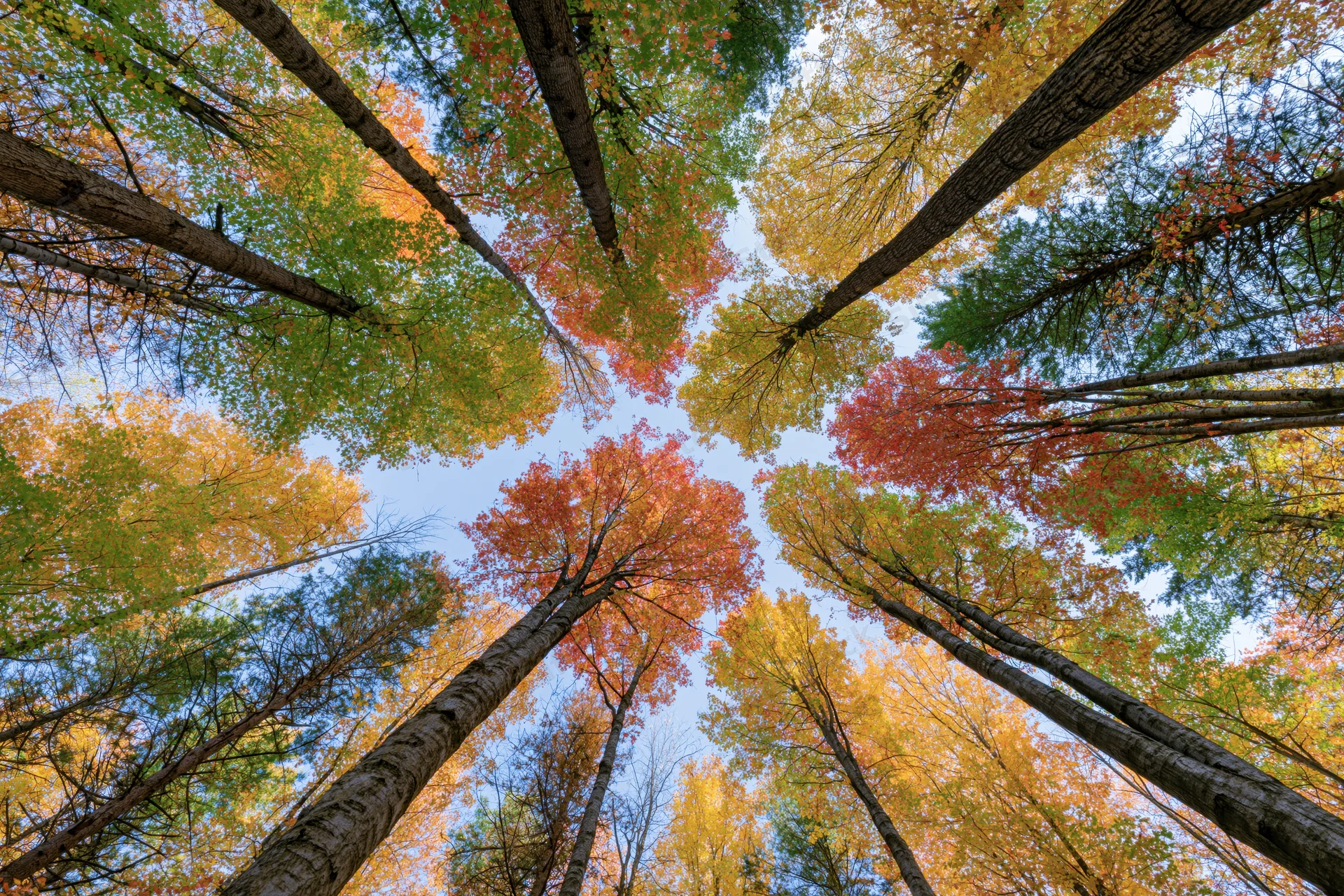 Upward view of tall trees with autumn foliage forming a canopy against the sky in a forest