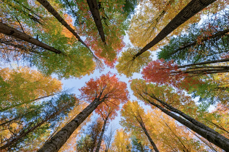 Upward view of tall trees with autumn foliage forming a canopy against the sky in a forest
