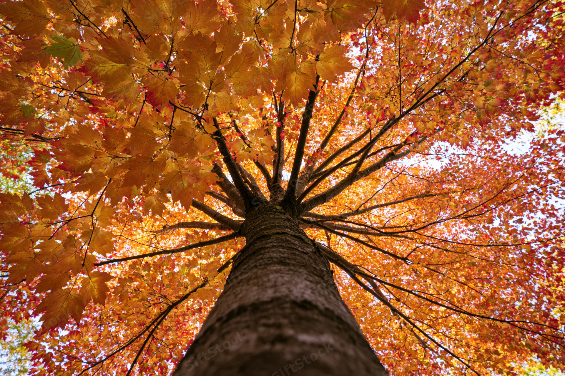 Upward view of a maple tree trunk with vibrant orange and red autumn leaves forming a canopy against the sky