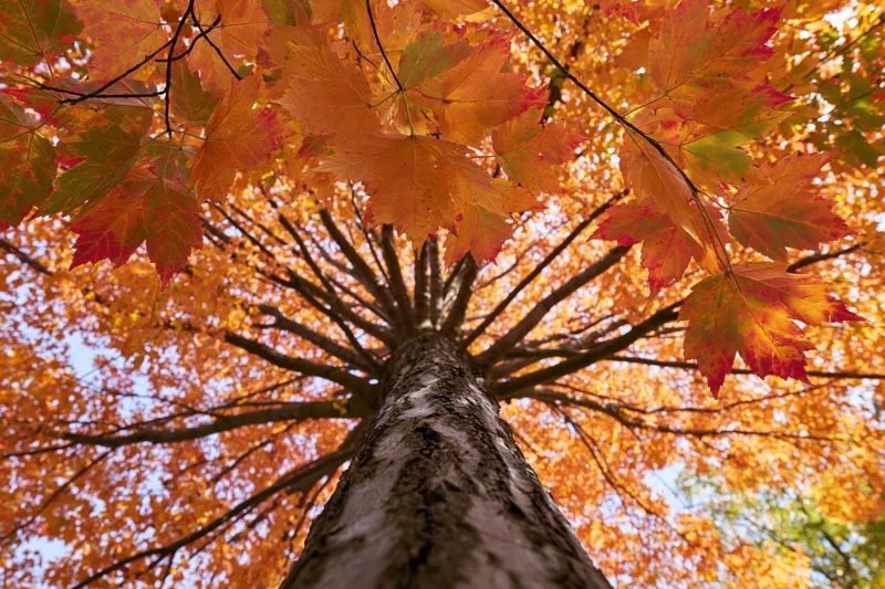 Upward view of a maple tree trunk surrounded by vibrant orange and red autumn leaves against a blue sky