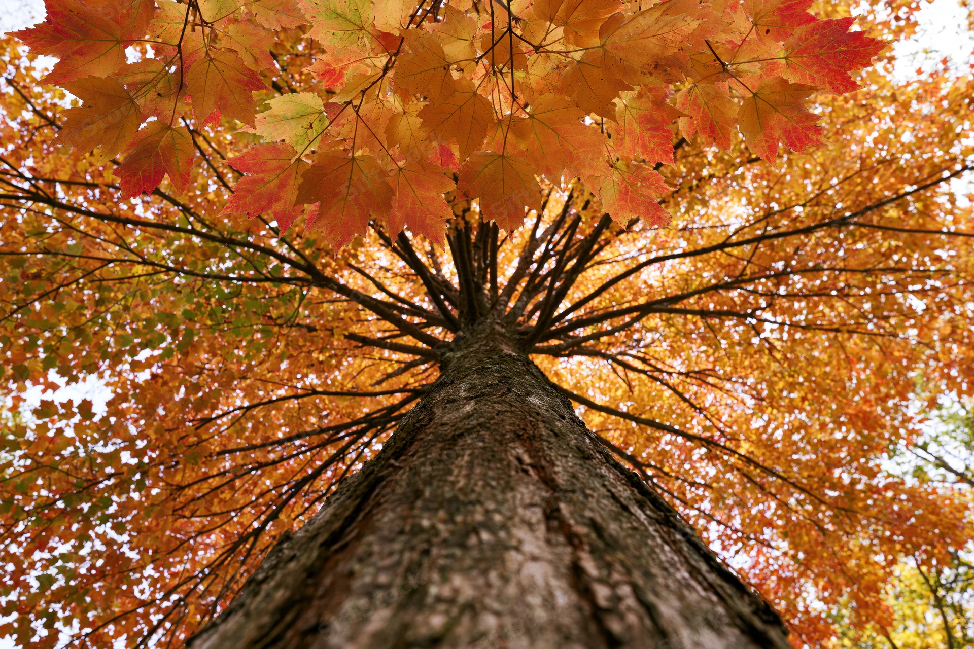 Upward view of a maple tree trunk with vibrant autumn leaves forming a canopy against the sky