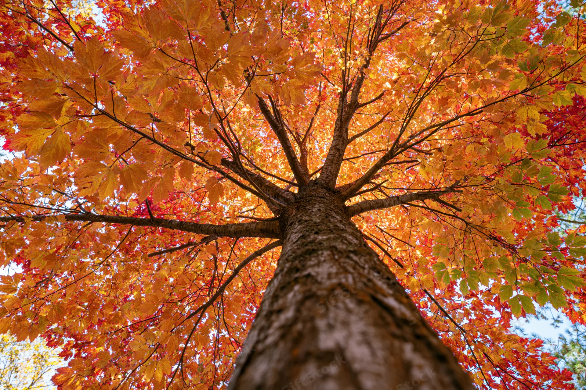 Upward view of a large deciduous tree trunk with vibrant orange and red autumn leaves forming a canopy against the sky