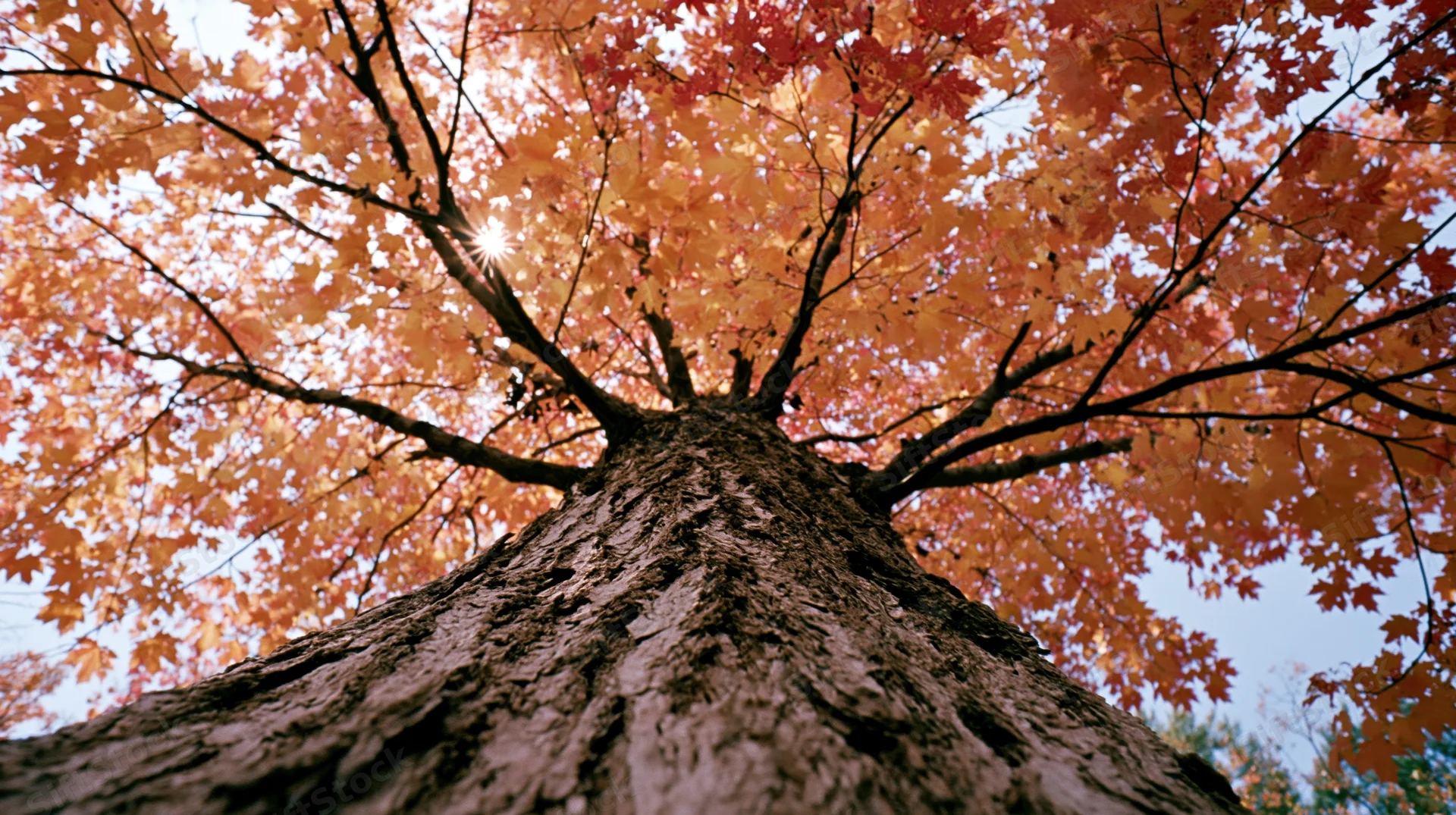 Upward view of a large old maple tree trunk with autumn foliage against the sky