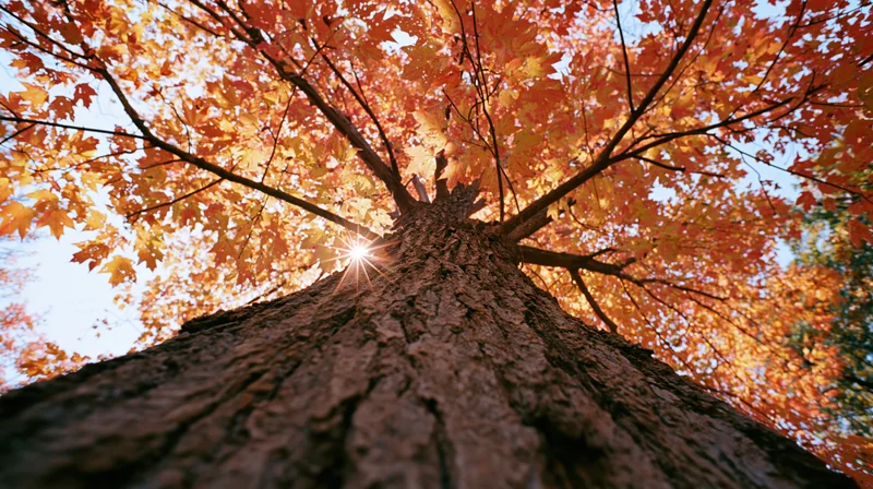 Upward view of a large maple tree trunk with autumn leaves and sunlight filtering through the canopy