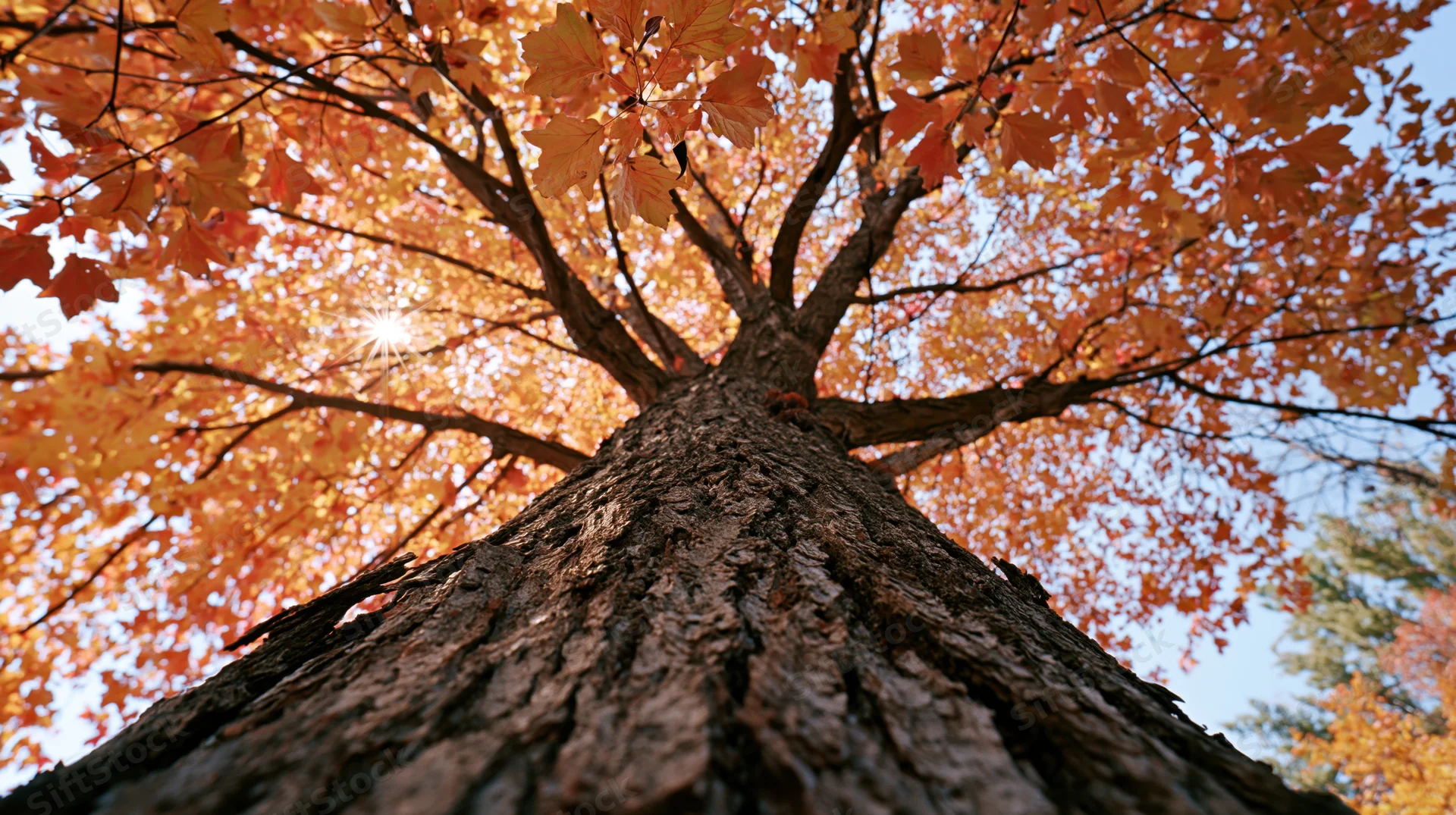 Upward view of a large maple tree trunk with orange autumn leaves against the sky