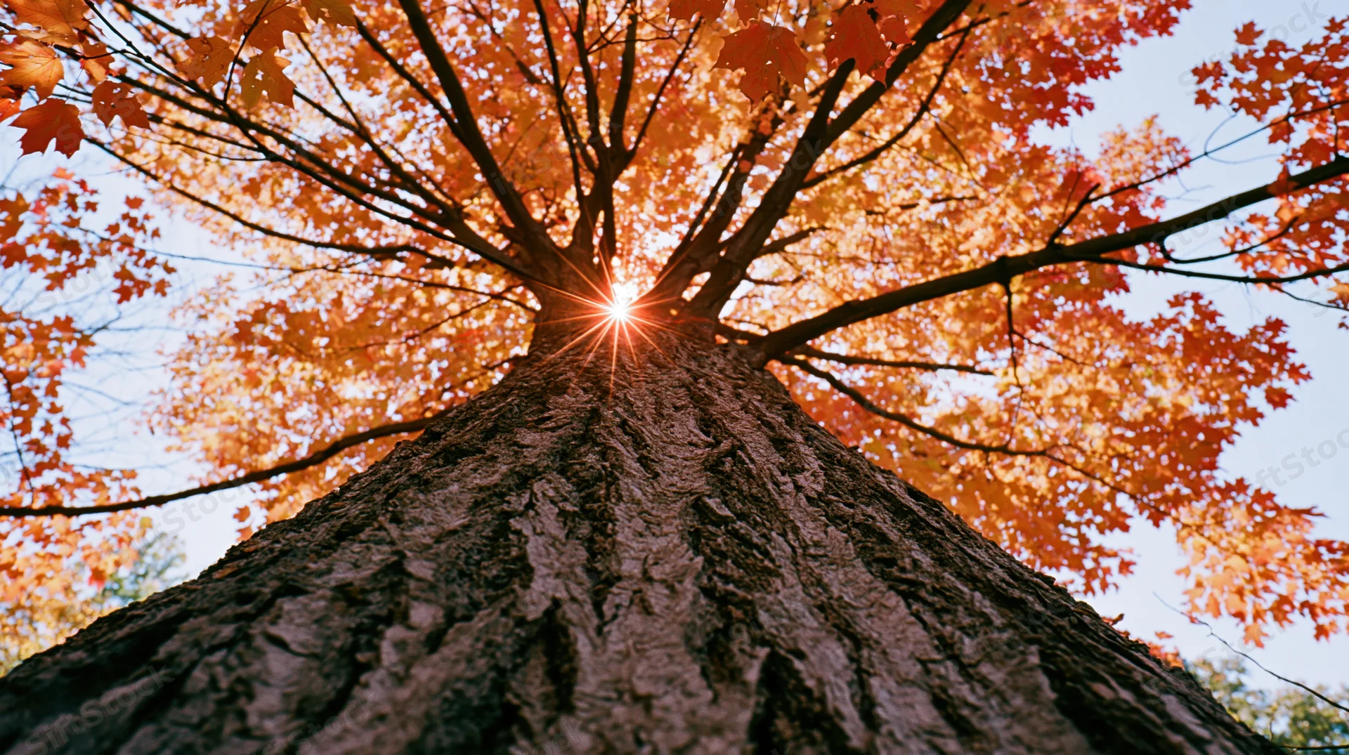 Upward view of a large old maple tree trunk with autumn leaves and sunlight shining through the canopy