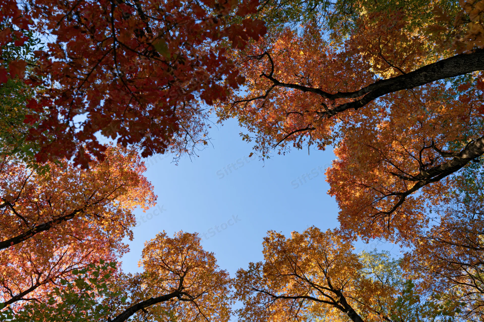 Upward view through autumn tree canopy revealing blue sky and colorful foliage