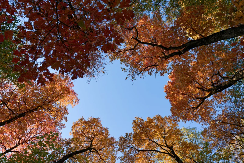 Upward view through autumn tree canopy revealing blue sky and colorful foliage