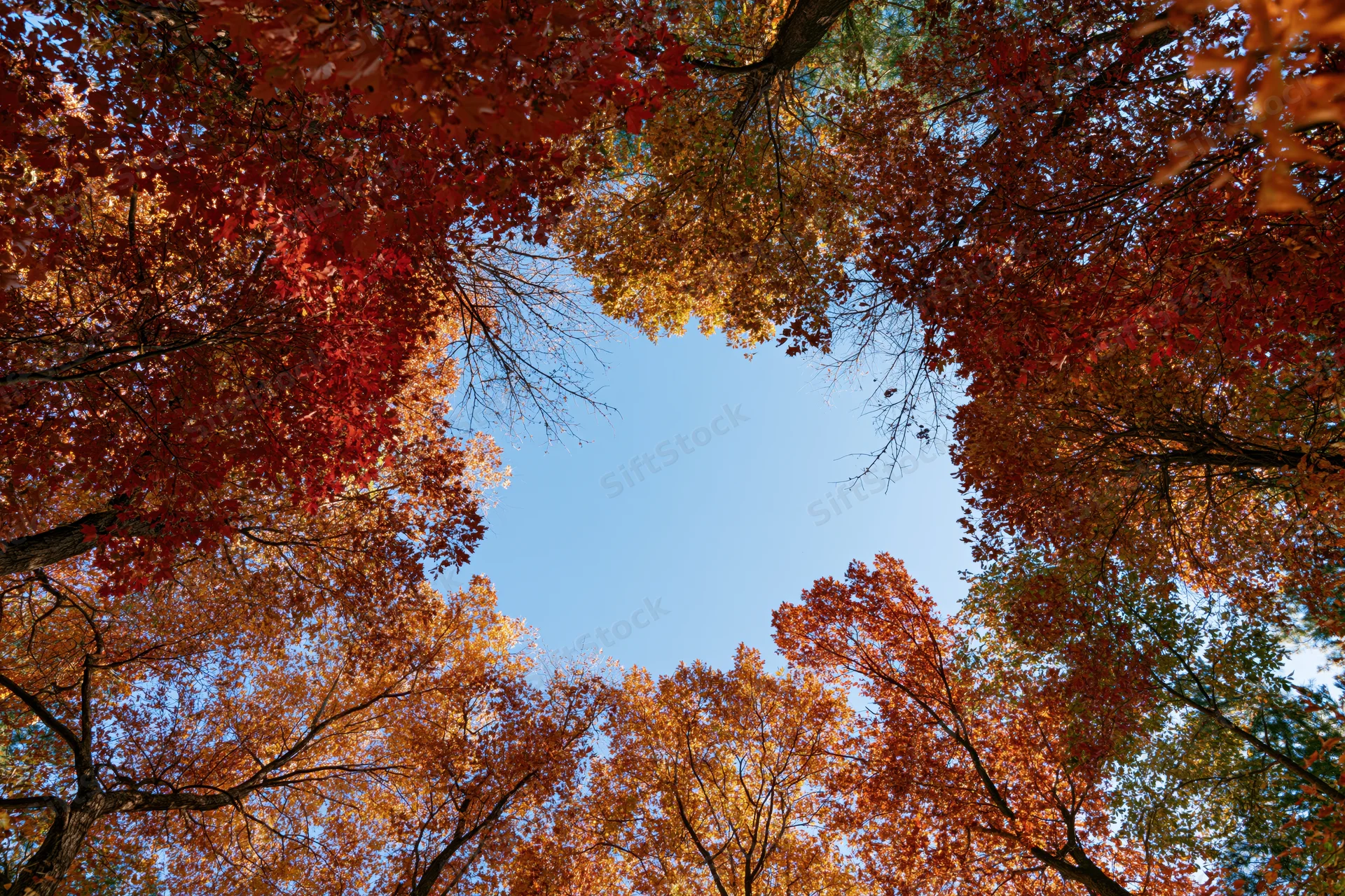 Upward view through autumn tree canopy revealing blue sky