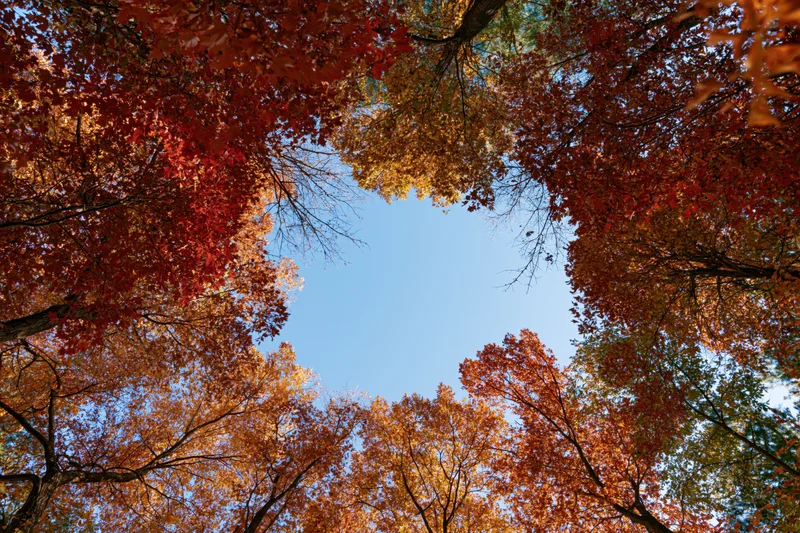Upward view through autumn tree canopy revealing blue sky
