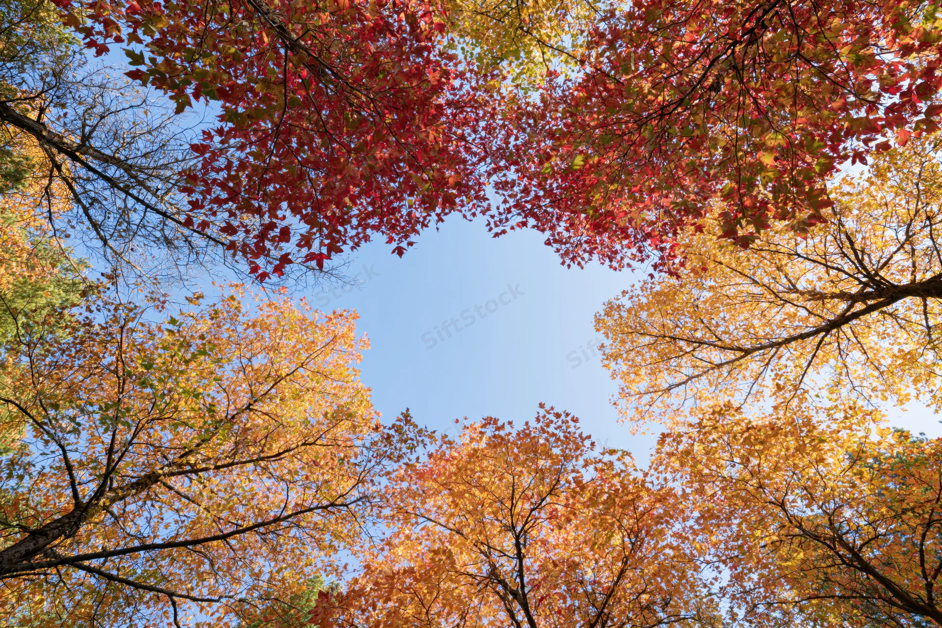 Upward view through autumn tree canopy revealing blue sky and colorful foliage