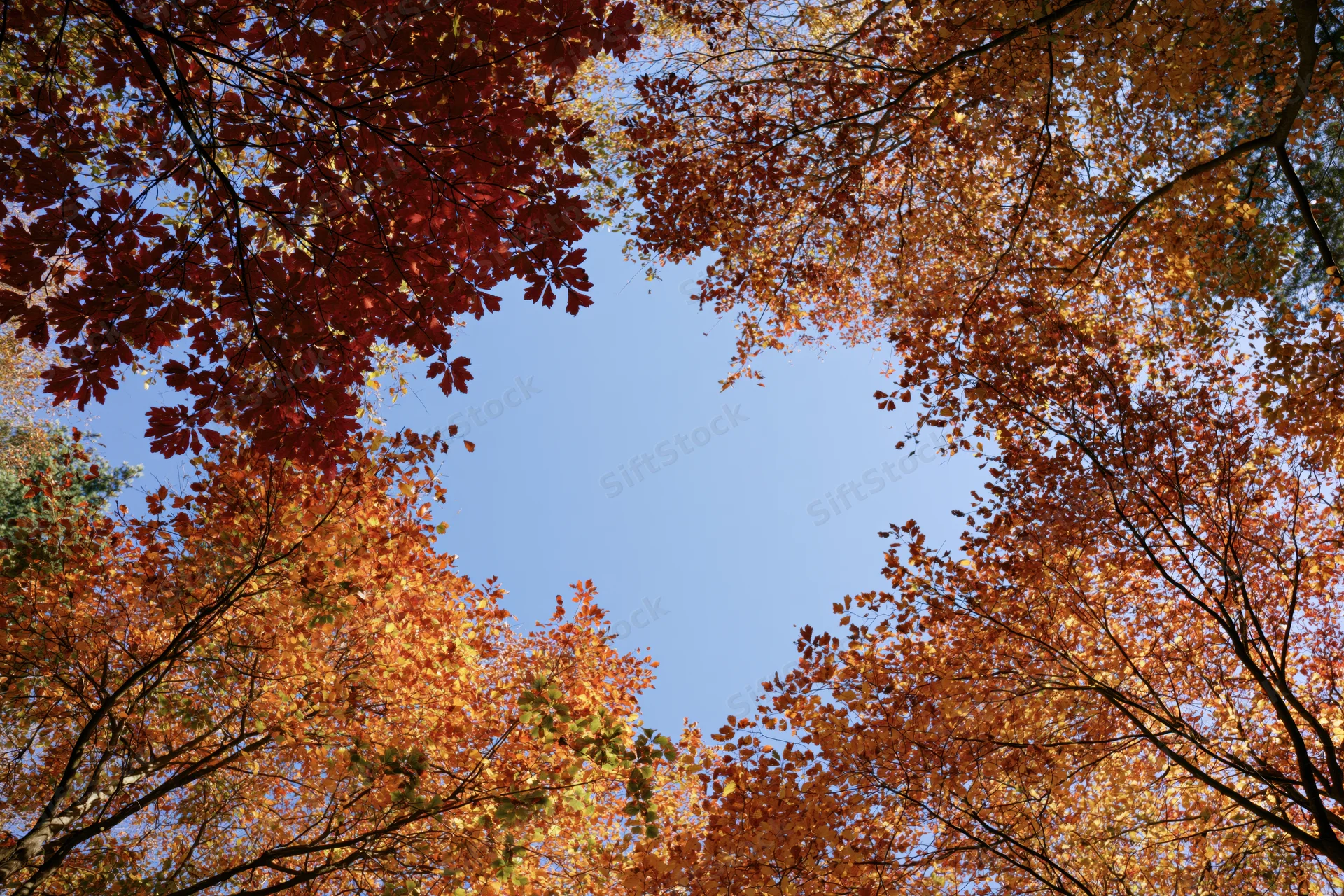 Upward view through autumn tree canopy revealing blue sky