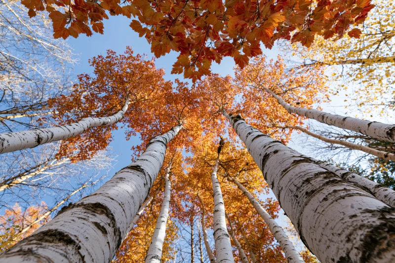 Upward view through tall birch trees with orange and yellow autumn foliage against a blue sky