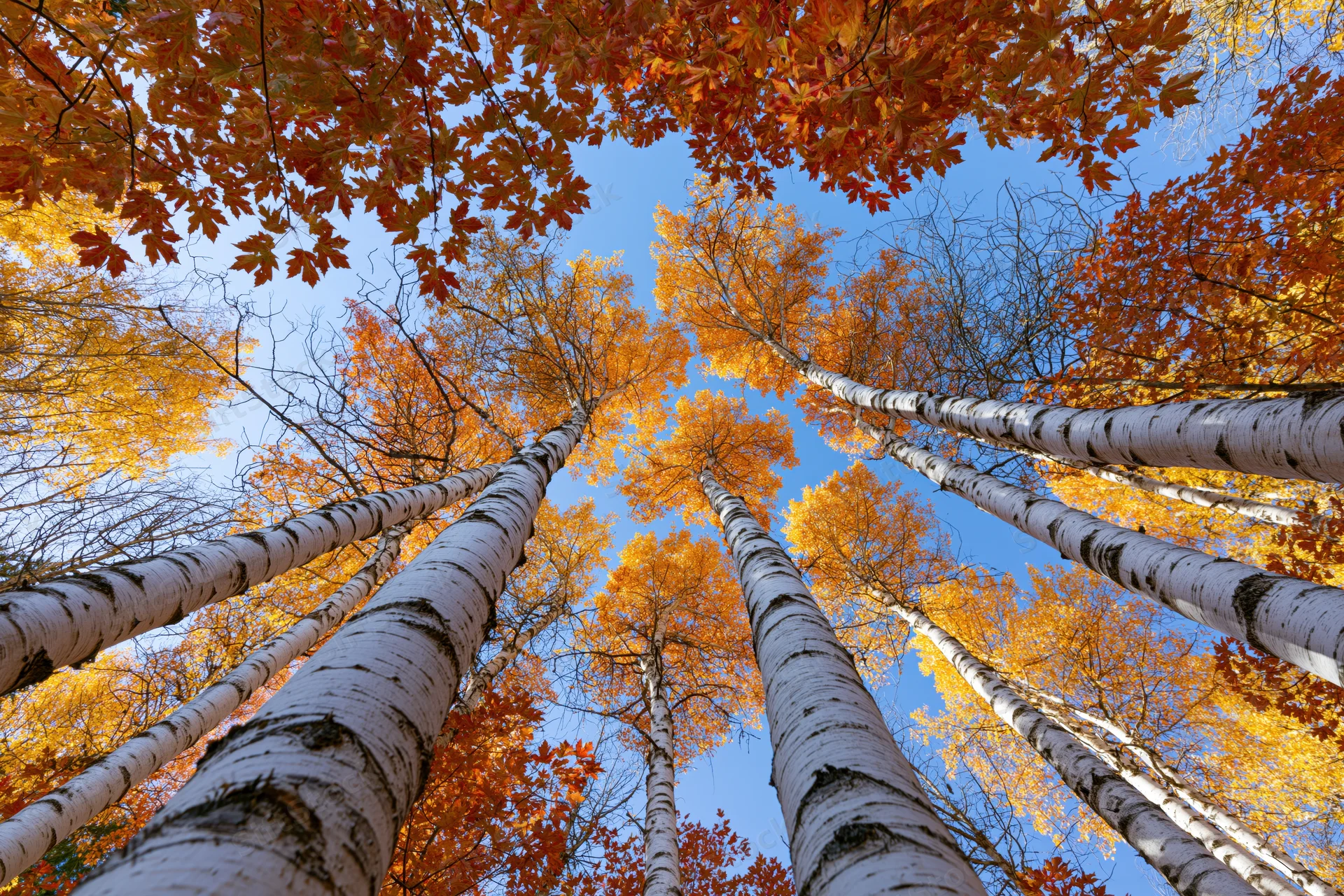 Upward view through tall birch trees with orange and yellow autumn foliage against a blue sky