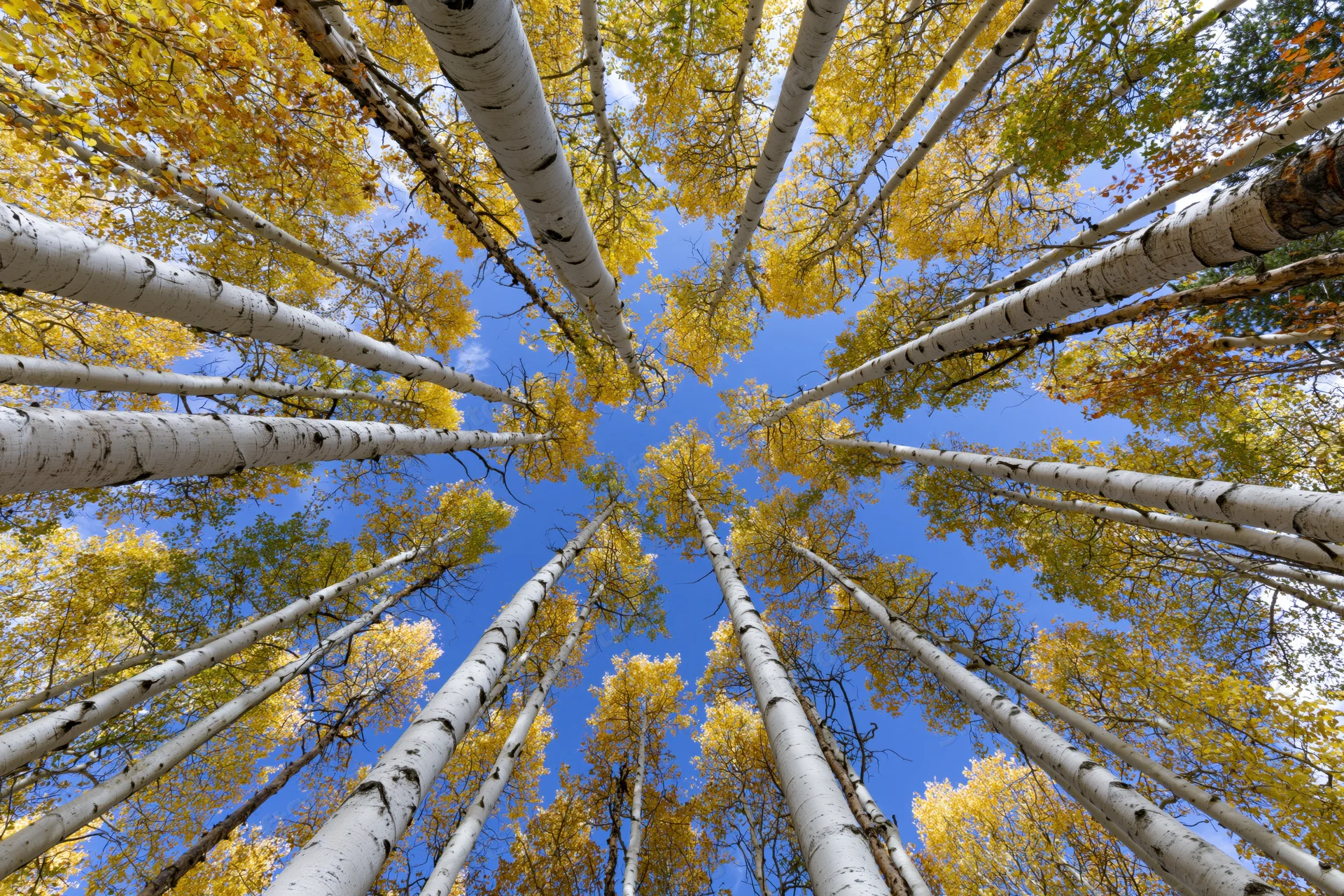 Upward view through tall aspen trees with yellow foliage against a blue sky