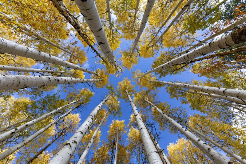 Upward view through tall aspen trees with yellow foliage against a blue sky