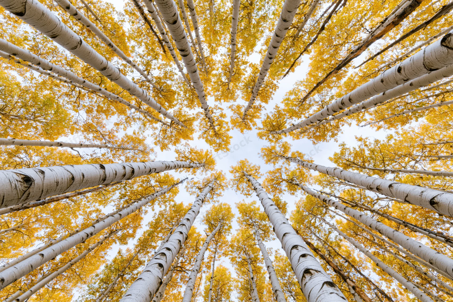 Upward view through a dense grove of tall aspen trees with yellow foliage against the sky