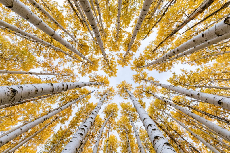 Upward view through a dense grove of tall aspen trees with yellow foliage against the sky