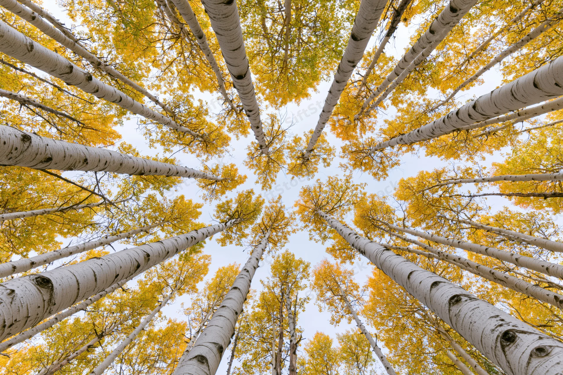 Looking up through a dense grove of tall aspen trees with yellow autumn leaves against the sky