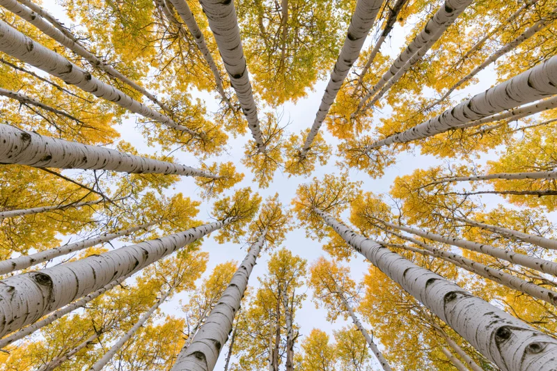 Looking up through a dense grove of tall aspen trees with yellow autumn leaves against the sky