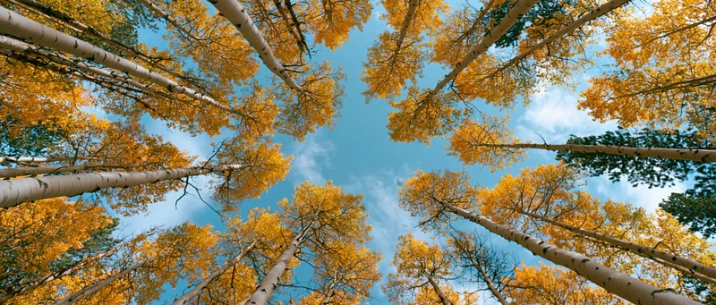 Upward view through tall aspen trees with golden autumn foliage against a blue sky