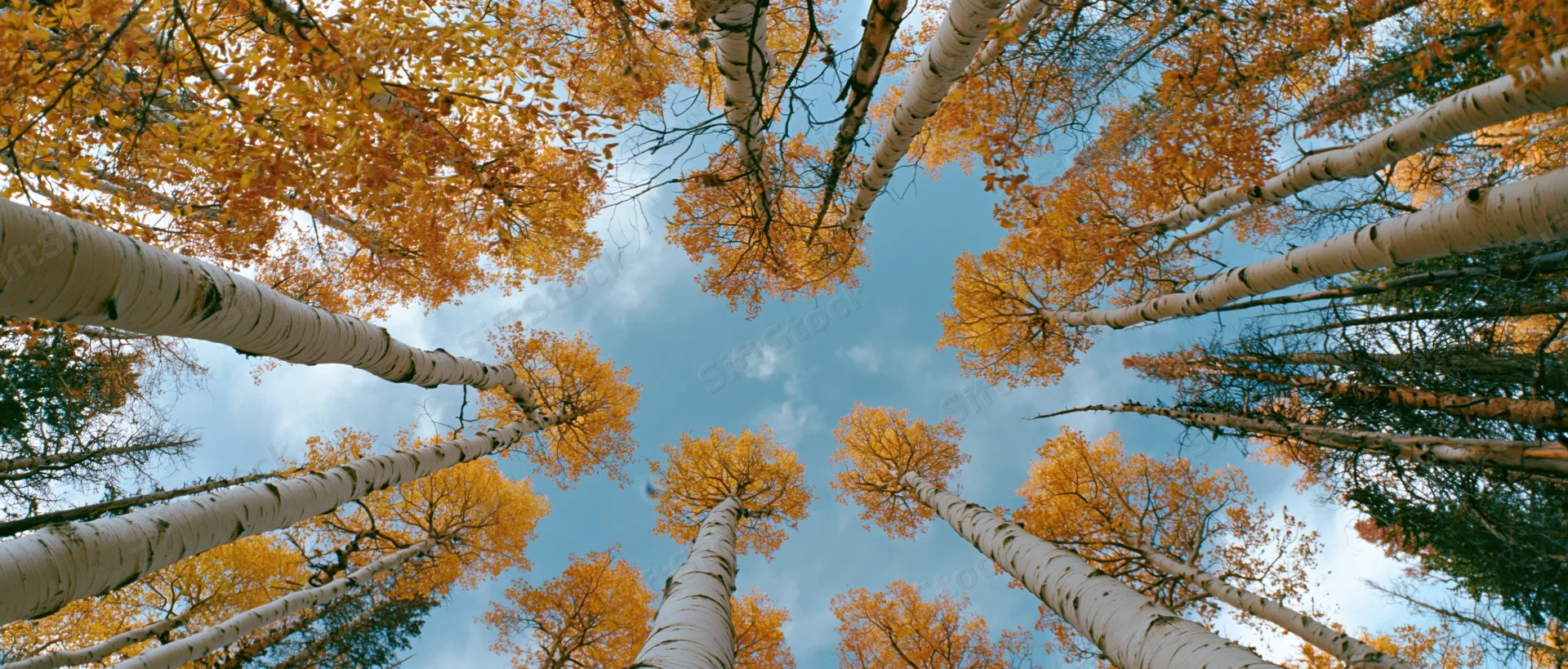 Upward view through tall aspen trees with golden autumn foliage against a blue sky in a forest