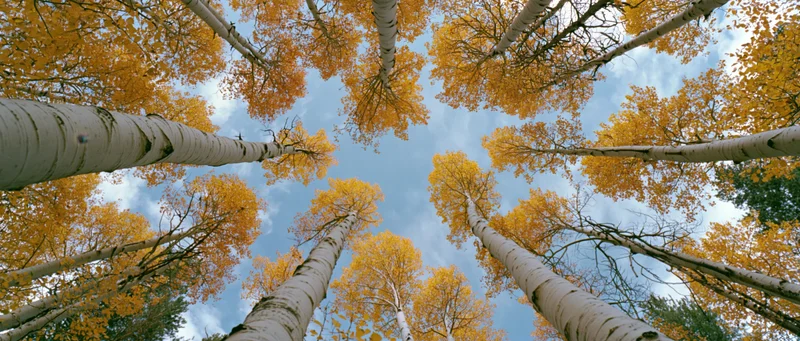 Upward view through tall aspen trees with yellow autumn foliage against a blue sky