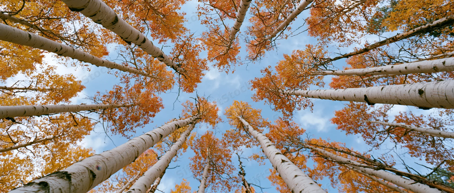 Upward view through tall aspen trees with orange autumn foliage against a blue sky