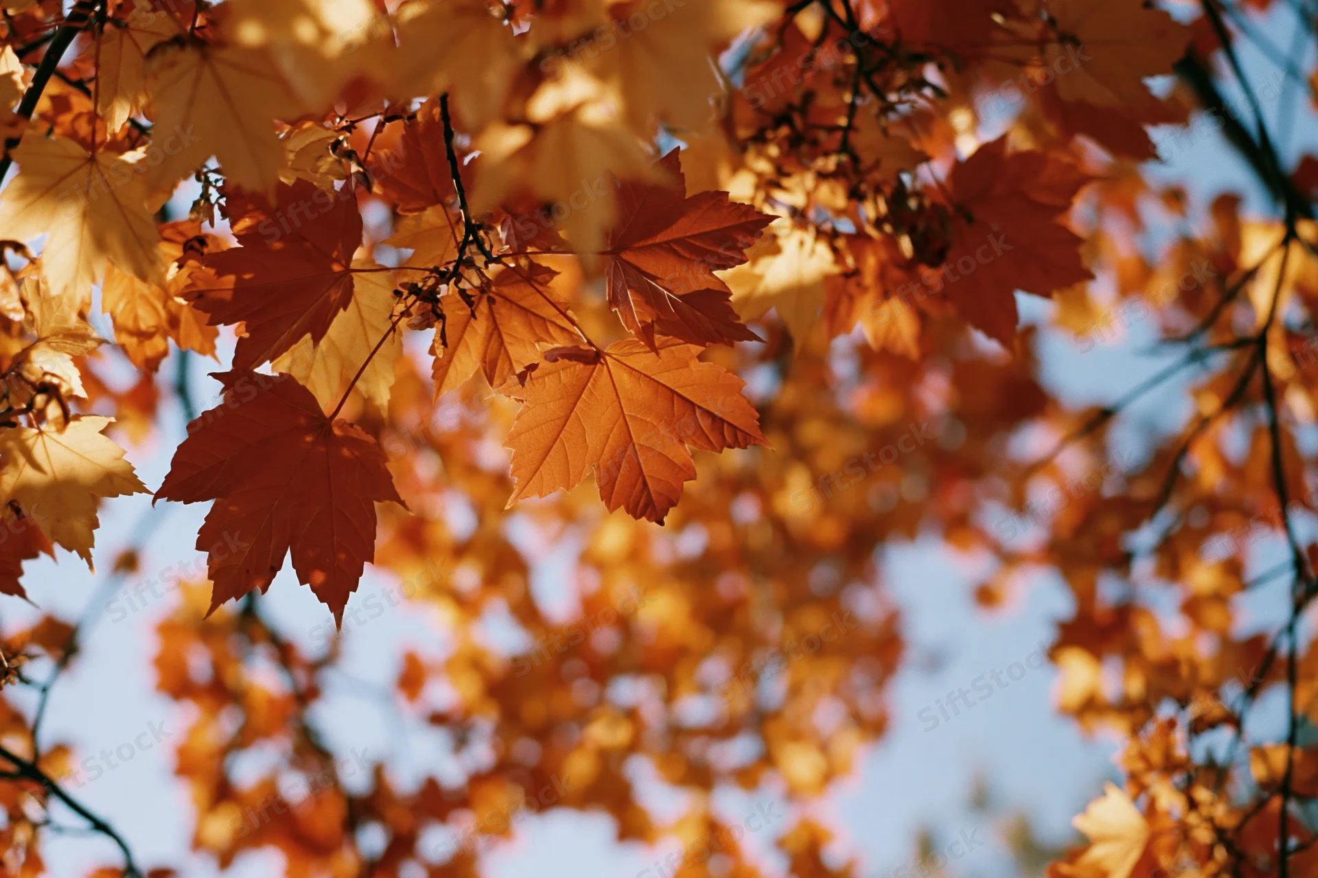 Maple leaves in autumn canopy backlit by sunlight against blue sky