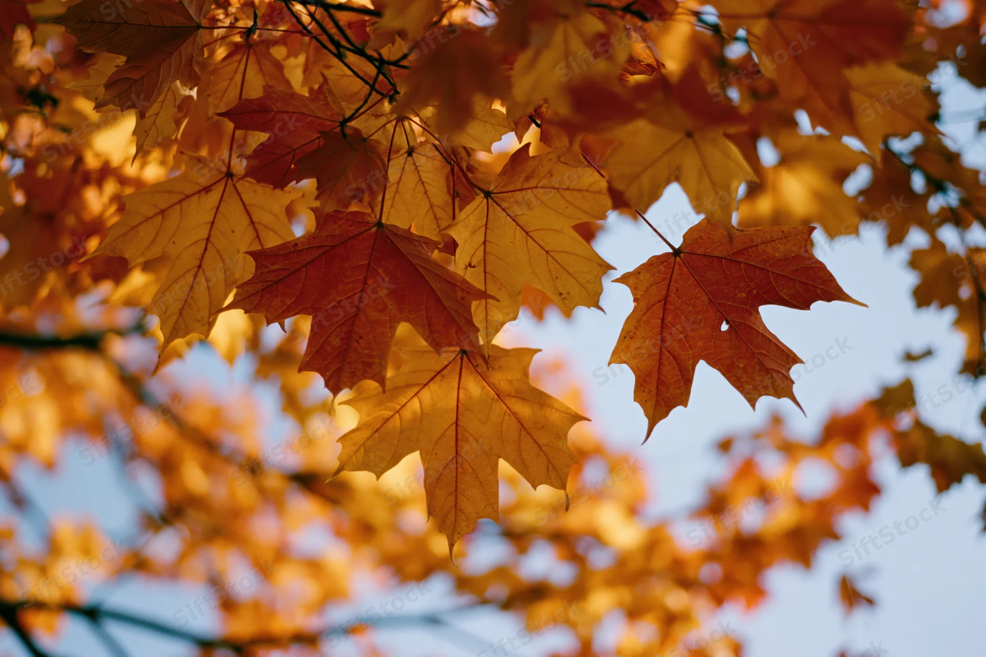 Maple leaves in autumn canopy backlit by sunlight against blue sky