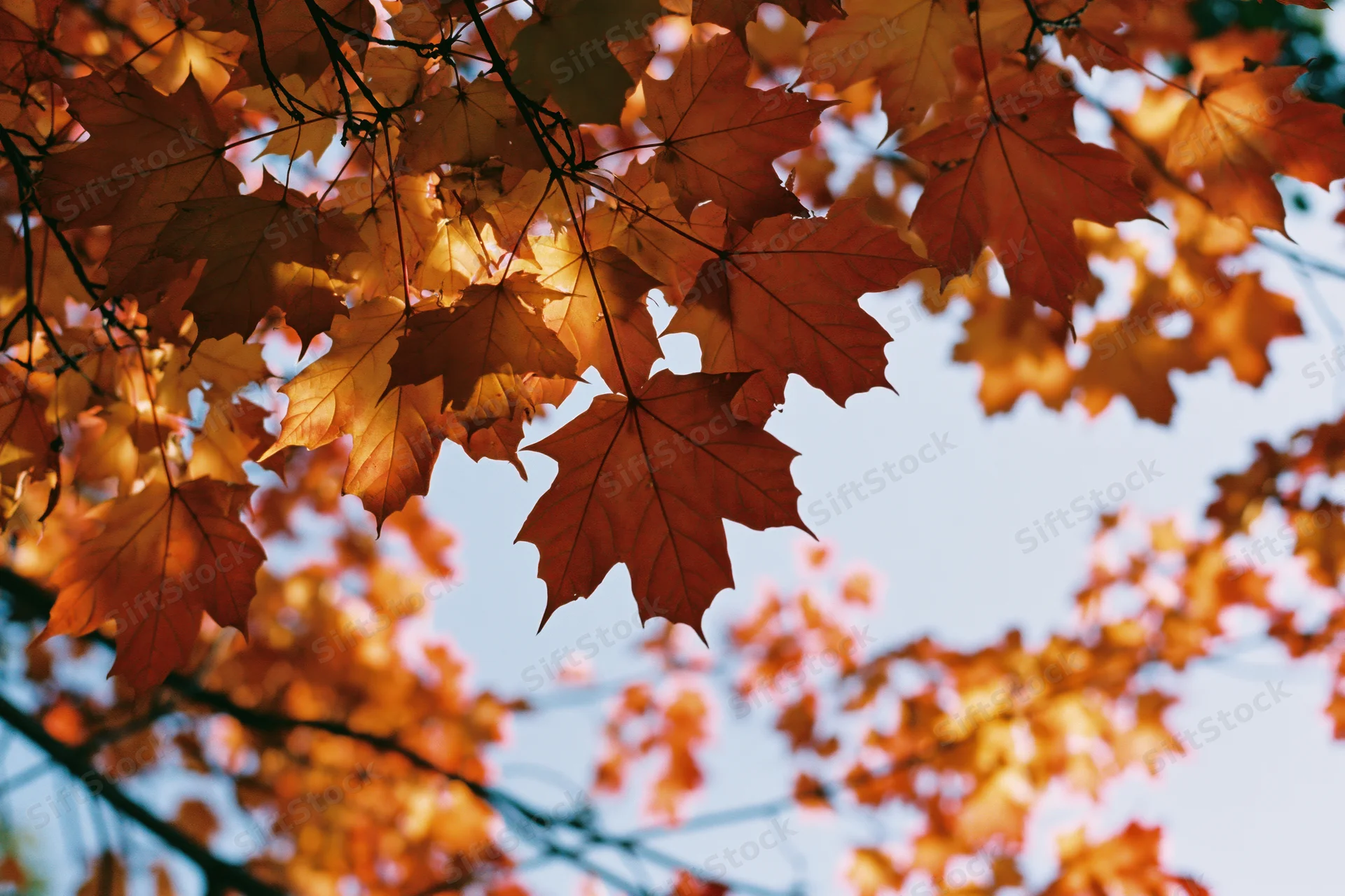 Maple leaves in autumn canopy backlit by sunlight against blue sky