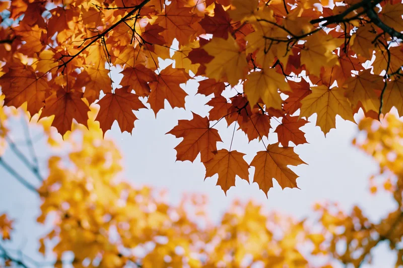 Maple leaves in autumn canopy backlit by sunlight against sky