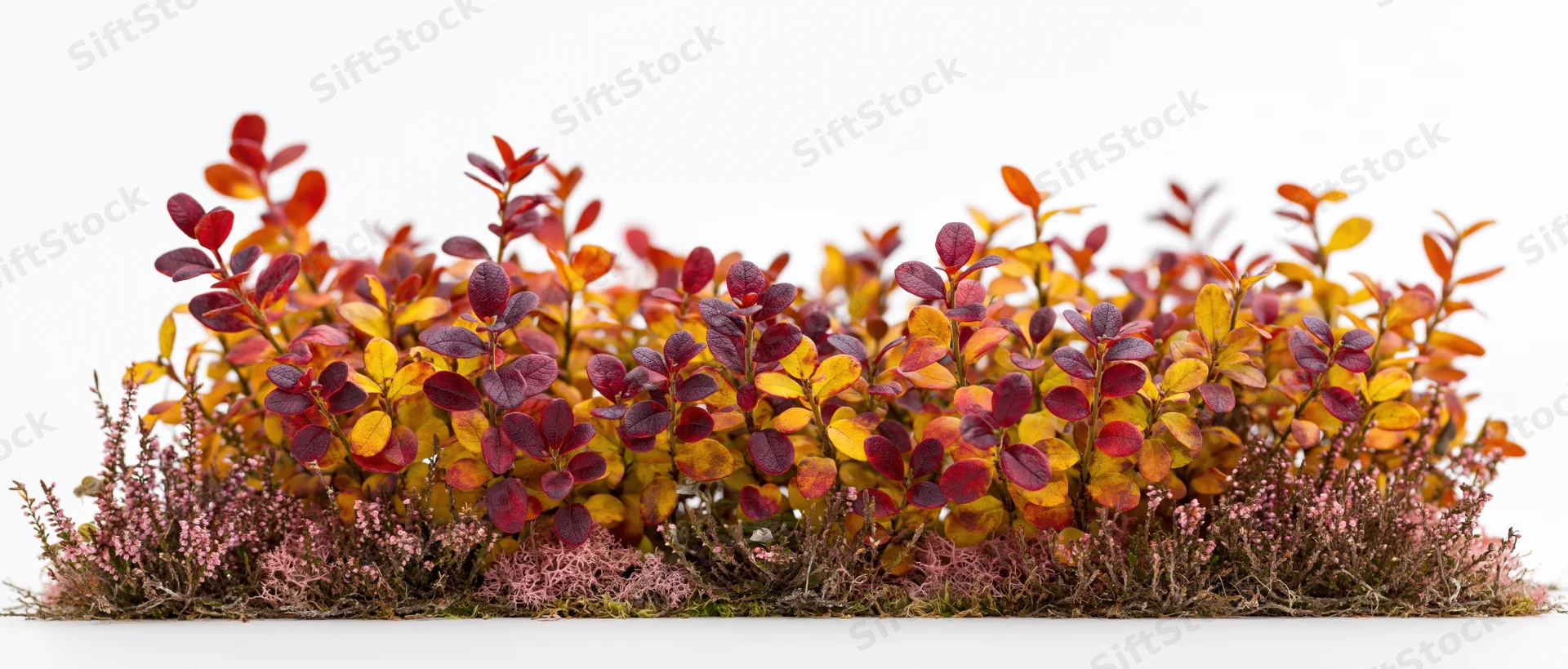 Low autumn shrub hedge with colorful foliage and pink heather in full fall color isolated on white background