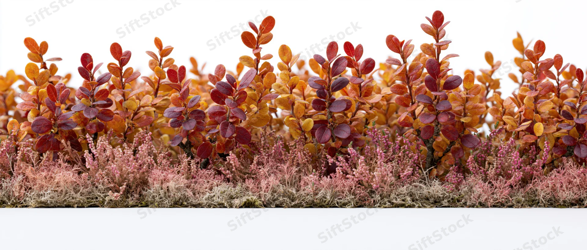 Low autumn shrub hedge with colorful foliage and pink moss groundcover isolated on white background