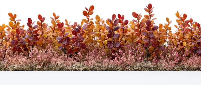 Low autumn shrub hedge with colorful foliage and pink moss groundcover isolated on white background