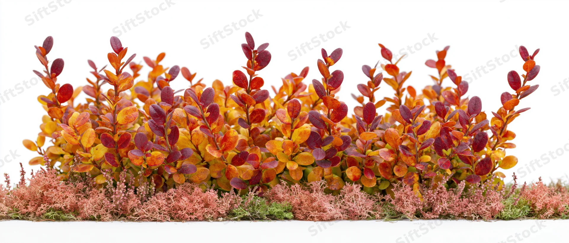 Low autumn shrub hedge in full fall color isolated against white background