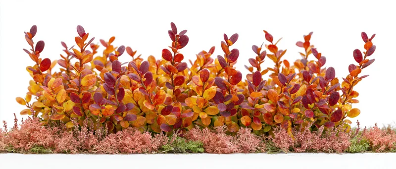 Low autumn shrub hedge in full fall color isolated against white background