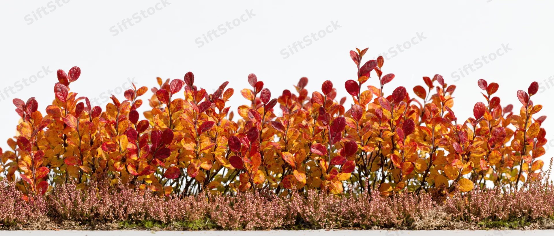 Low autumn shrub hedge in full fall color isolated against a white background with copyspace below