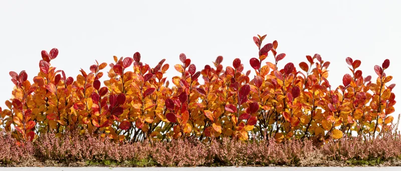 Low autumn shrub hedge in full fall color isolated against a white background with copyspace below