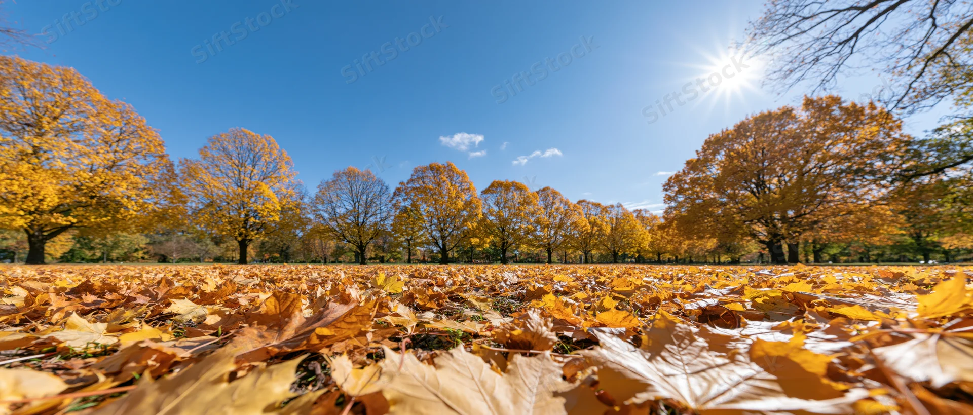 Low-angle wide view of autumn park with golden maple trees and fallen leaves covering the ground under bright blue sky