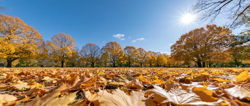 Low-angle wide view of autumn park with golden maple trees and fallen leaves covering the ground under bright blue sky