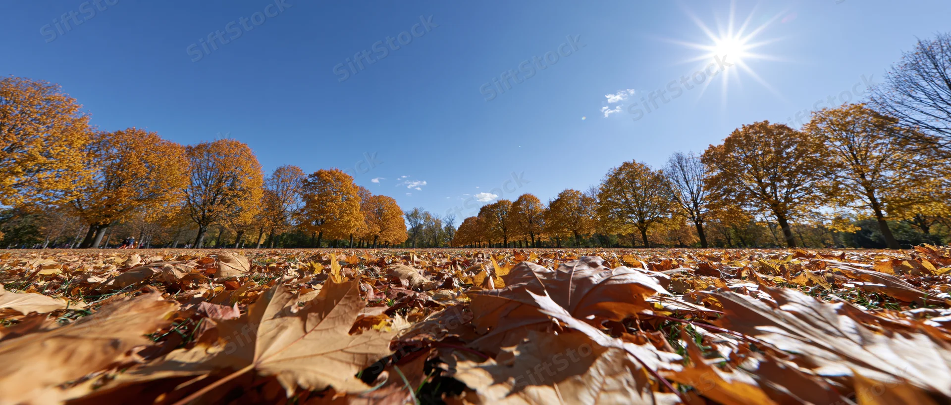 Low-angle wide view of autumn park ground covered in fallen maple leaves under bright sun and blue sky