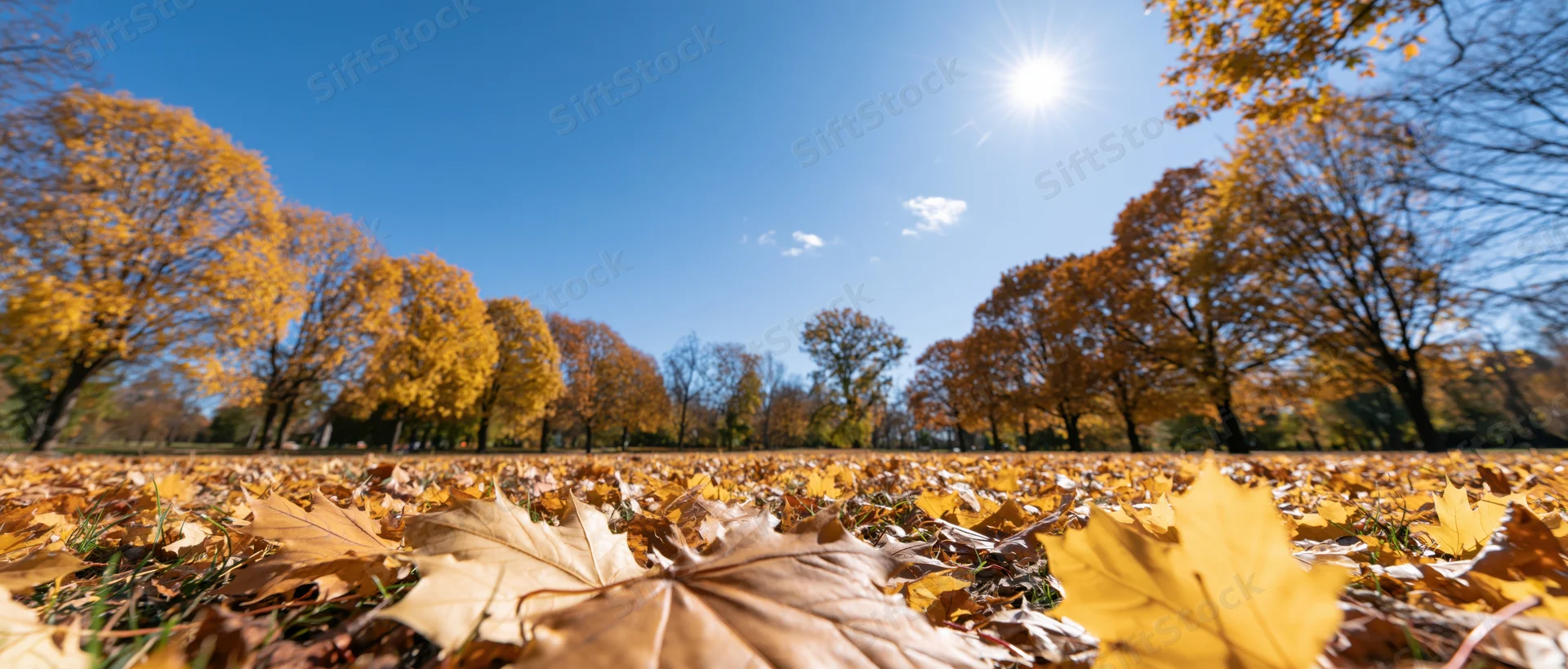 Low-angle wide view of autumn park with fallen maple leaves covering ground under sunny blue sky