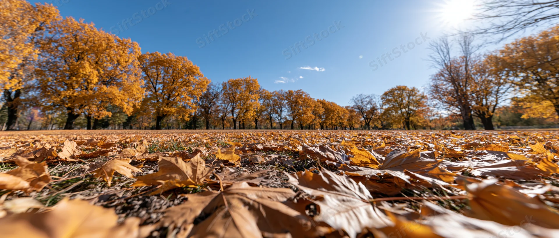 Low ground-level view of autumn park with fallen maple leaves covering the ground under bright sunlight